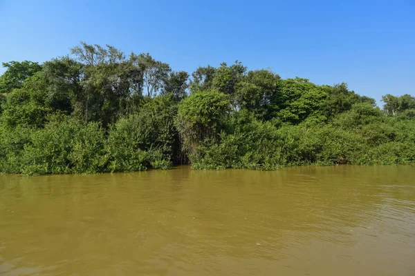 Pantanal Skogens Ekosystem Mato Grosso Brasilien — Stockfoto