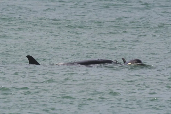 Orca Atacando Lobos Marinos Patagonia Argentina — Foto de Stock