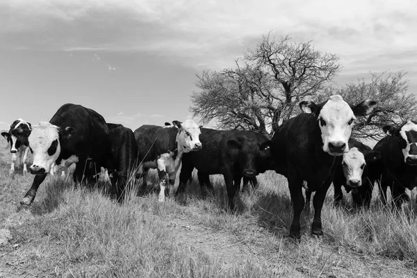 Steers Fed Pasure Pampa Argentina — Foto Stock