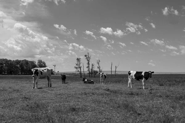 Vacas Alimentadas Con Hierba Buenos Aires Argentina —  Fotos de Stock