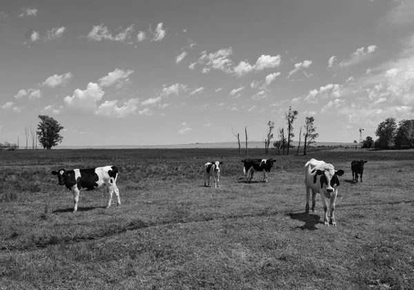 Kühe Mit Gras Gefüttert Buenos Aires Argentinien — Stockfoto