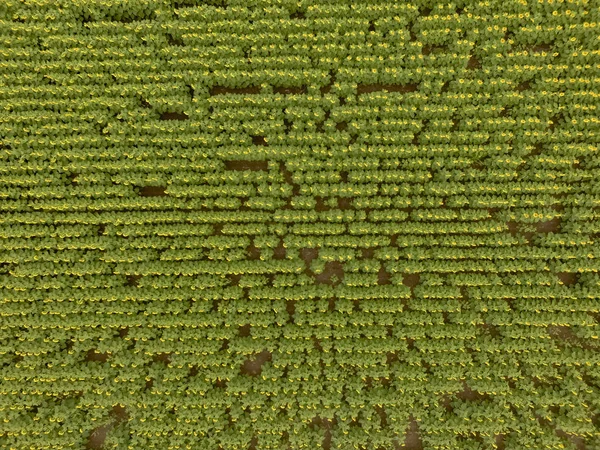 Воздушный Ландшафт Сельскохозяйственных Культур — стоковое фото