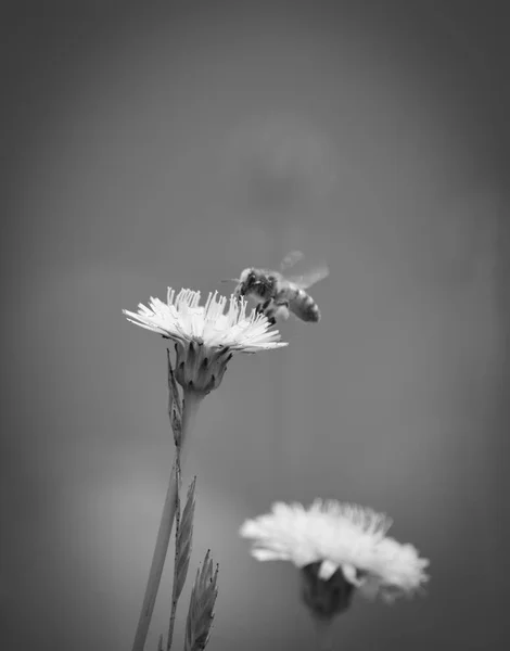 Bee Wild Flowers — Stock Photo, Image
