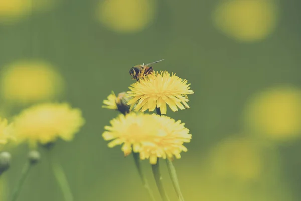 Méhek Vadvirágok — Stock Fotó