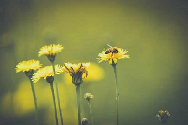 Bee Wild Flowers — Stock Photo, Image