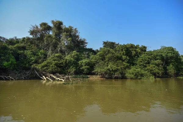 Pantanal Δασικό Οικοσύστημα Μάτο Γκρόσο Βραζιλία — Φωτογραφία Αρχείου