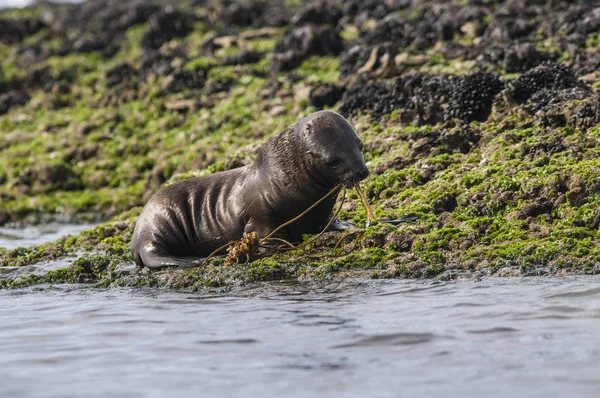 Filhote Cachorro Sea Lion Patagônia Argentina — Fotografia de Stock