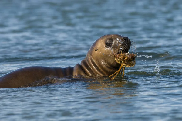 Sea Lion Pup Patagonia Argentina — Stock Photo, Image