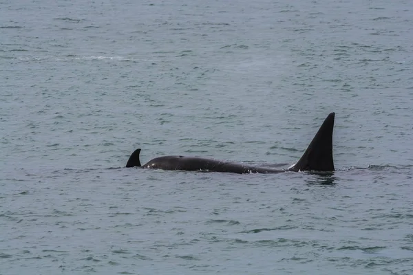 Orca Atacando Lobos Marinos Patagonia Argentina — Foto de Stock