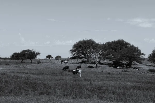 Krav Krmených Trávou Buenos Aires Argentina — Stock fotografie