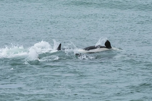 Orca Atakuje Lwy Morskie Patagonia Argentina — Zdjęcie stockowe