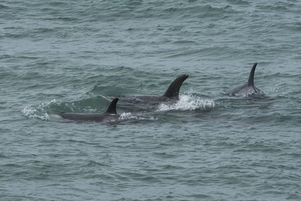 Orca Atacando Lobos Marinos Patagonia Argentina — Foto de Stock