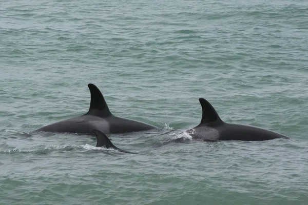 Orca attacking sea lions, Patagonia Argentina