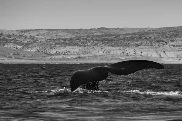 Southern right whale at Patagonia Argentina