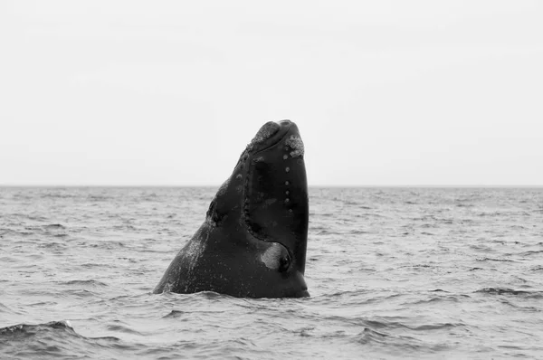 Southern Right Whale Patagonia Argentina — Stock Photo, Image