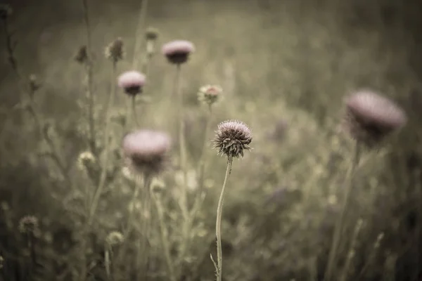 Wilde Bloemen Pampa Patagonië Argentinië — Stockfoto