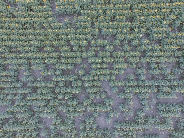 Tarım Arazisi Ekinlerinin Havadan Manzarası — Stok fotoğraf