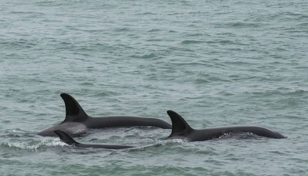 Orcas Patagonia Yarımada Valdes Avcılık — Stok fotoğraf