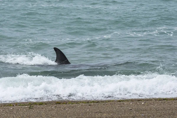 Caza Orcas Patagonia Argentina — Foto de Stock