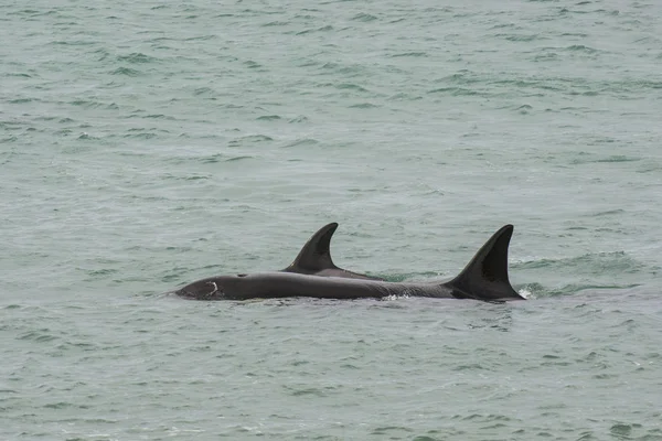 Caza Orcas Patagonia Península Valdés — Foto de Stock