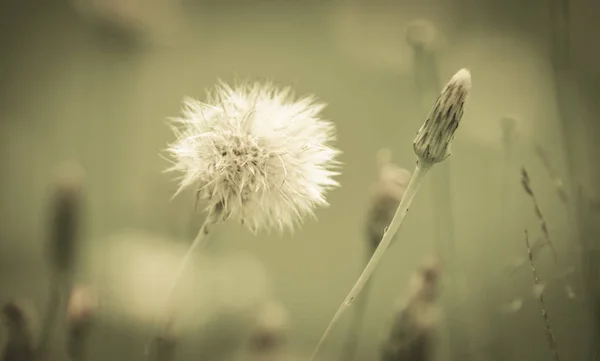 Wilde Bloemen Pampa Patagonië Argentinië — Stockfoto