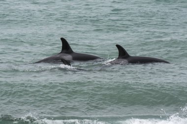 Orcas Patagonia, yarımada Valdes avcılık