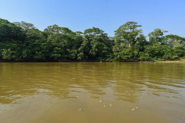 Pantanal orman ekosistemi, Mato Grosso, Brezilya