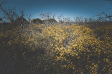 Günbatımı zaman çiçekli vintage manzara
