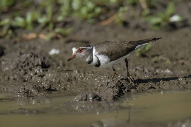 Üç şeritli cılıbıt. Charadrius tricollaris, Kruger Milli Parkı