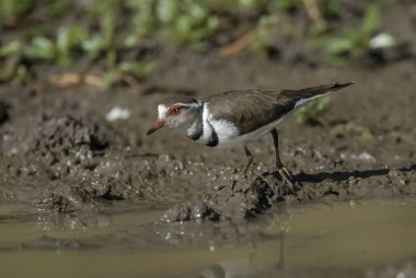 Three banded plover.Charadrius tricollaris, Kruger National Park clipart