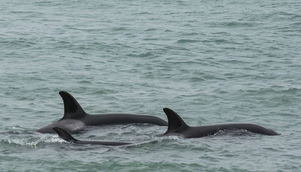 Caza Orcas Patagonia Península Valdés — Foto de Stock