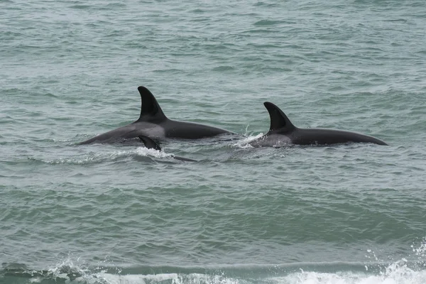 Orcas Hunting Patagonia Peninsula Valdes — Stock Photo, Image