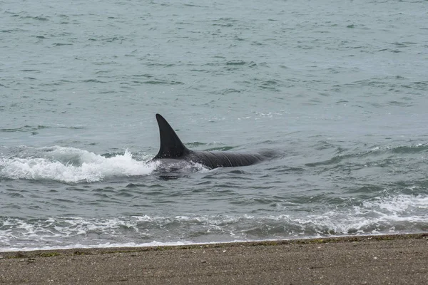 Orca Hunting Patagonia Argentina — Stock Photo, Image