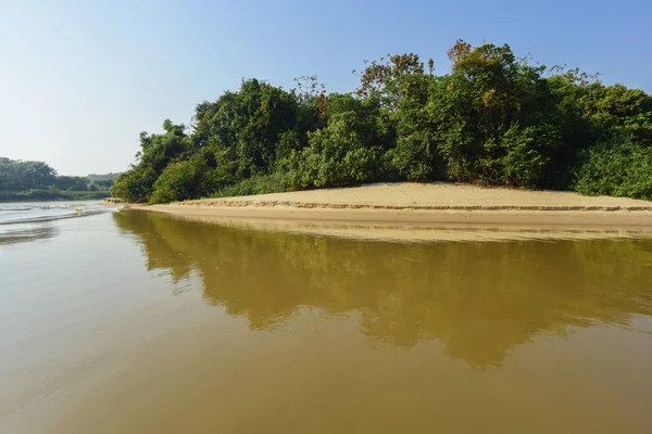 Ecossistema Florestal Pantanal Mato Grosso Brasil — Fotografia de Stock