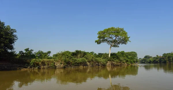 Pantanal forest ecosystem, Mato Grosso, Brazil