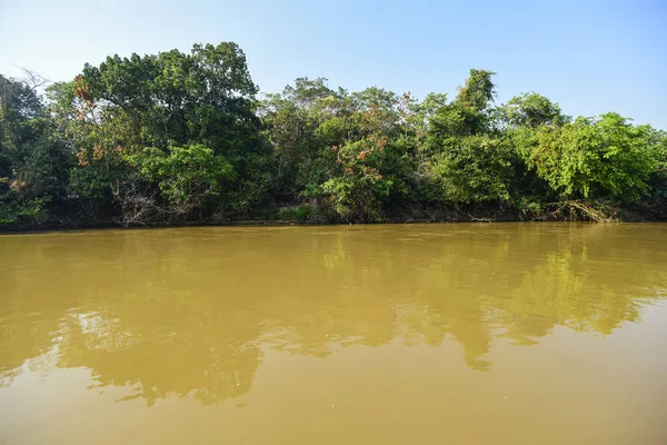 Pantanal Forest Ecosystem Mato Grosso Brazil — Stock Photo, Image