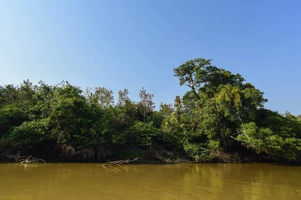 Pantanal forest ecosystem, Mato Grosso, Brazil