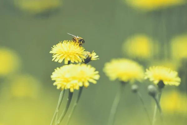 Arı Yakın Çekim Görünümünü Kır Çiçekleri Üzerinde — Stok fotoğraf