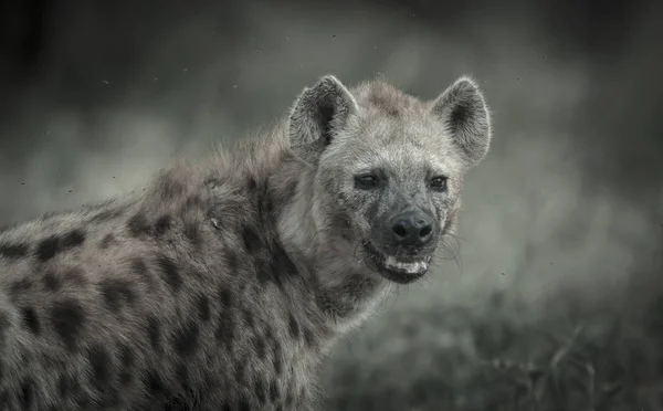 Close Zicht Hyena Eating Afrika — Stockfoto