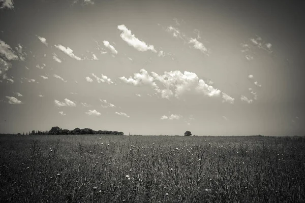 Malerischer Blick Auf Blühende Sommerlandschaft — Stockfoto