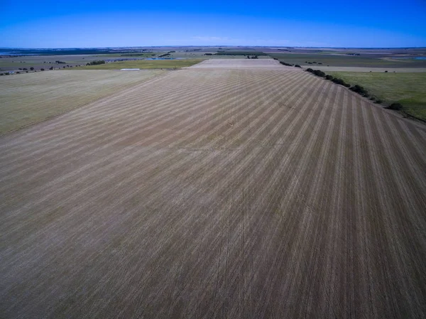 Légifotó Közvetlen Vetés Pampa Argentína — Stock Fotó