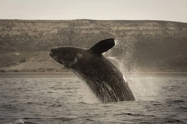 Vacker Utsikt Över Whale Patagonien Argentina — Stockfoto