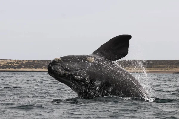 Vue Panoramique Baleine Patagonie Argentine — Photo