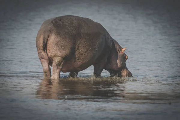 Africký Hippopotamus Jižní Afrika — Stock fotografie