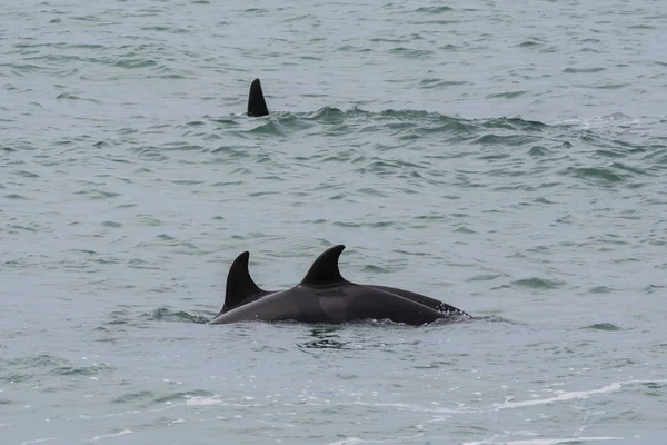 Doğal Görünümü Orca Patagonia Arjantin — Stok fotoğraf