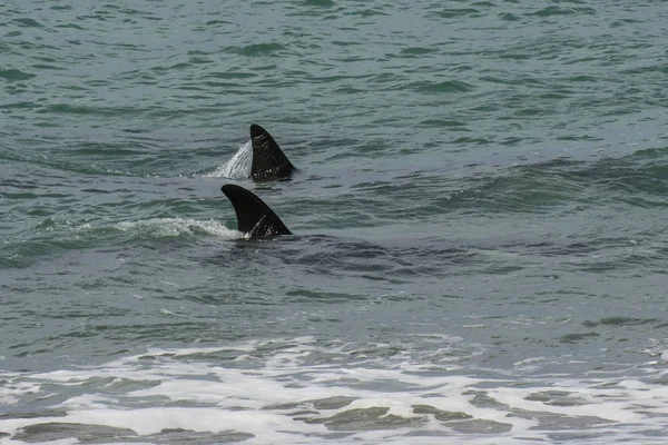 Festői Kilátás Nyílik Orca Patagonia Argentína — Stock Fotó