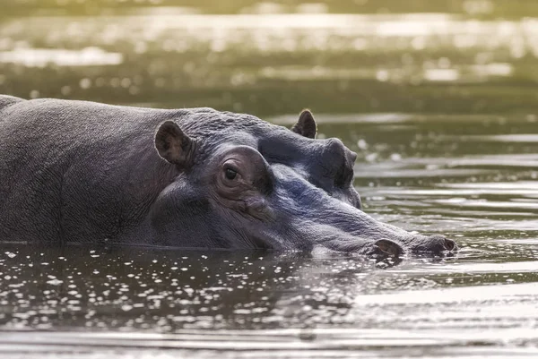 Afrikanisches Flusspferd Südafrika Waldumgebung — Stockfoto