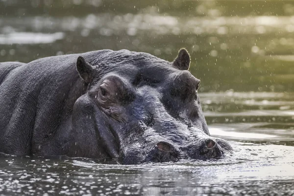 African Hippopotamus África Sul Ambiente Florestal — Fotografia de Stock