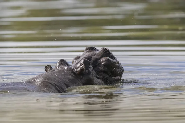 Hipopótamo Africano Sudáfrica Entorno Forestal —  Fotos de Stock