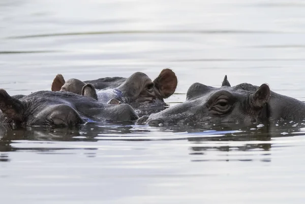 Hipopótamo Africano Sudáfrica Entorno Forestal —  Fotos de Stock